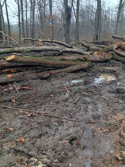 Vând lemn de foc esență tare transport gratuit