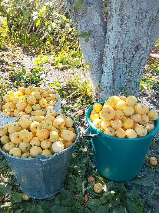 Продам КАБАЧКИ и ЯБЛОЧКИ на компот