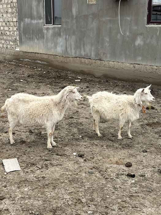 Занен ешкі сатылады