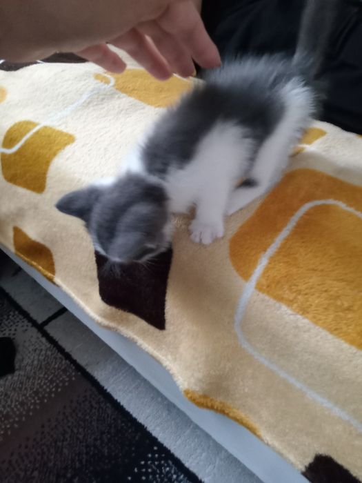 Бесплатно котёнок