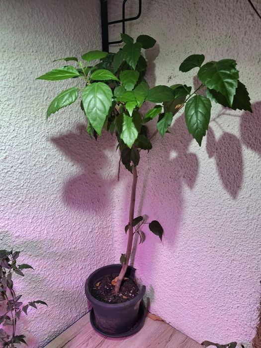 Plante de apartament-hoya(lacrima maicii domnului)