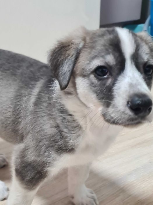 Отдам щенков в добрые руки