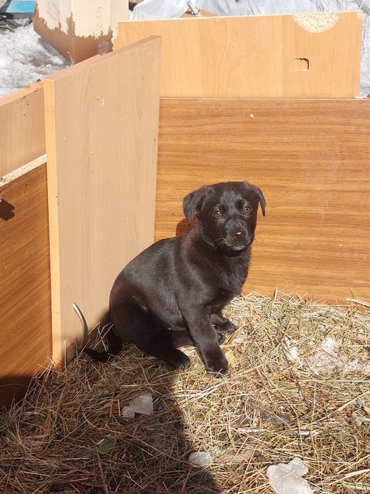 Одам щенков в хорошии руки 2.5 месяца