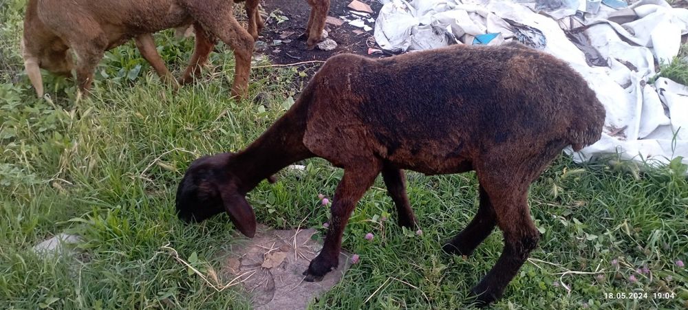 Qoy zotdor 2 ta bolasi bor yeb ichishiga jovob beramiz