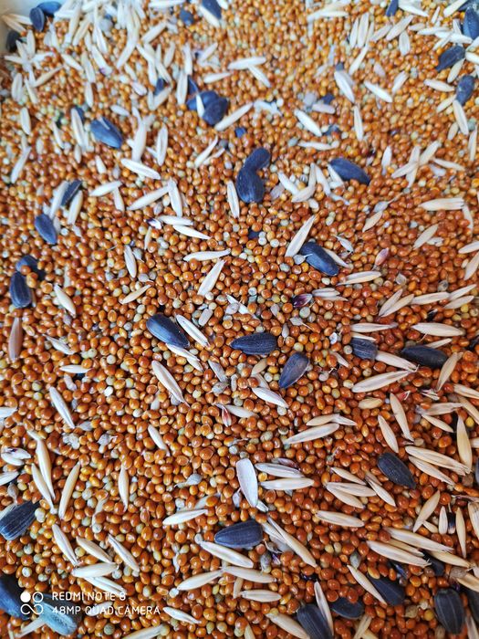 Просо красная 400т кг