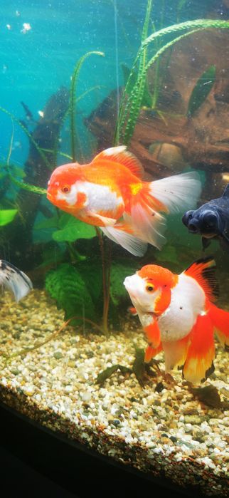 Pești acvariu GOLDFISH