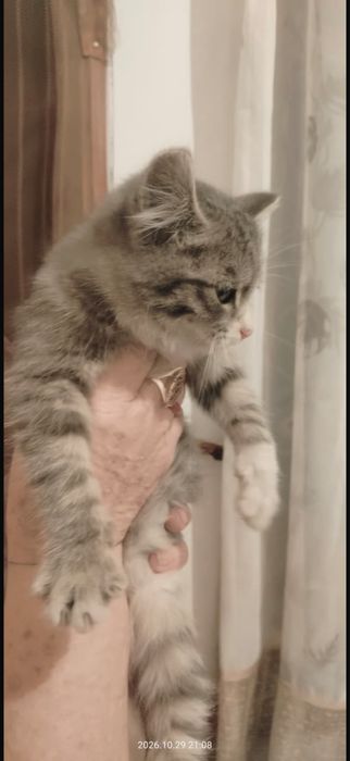 Отдам котят, две девочки