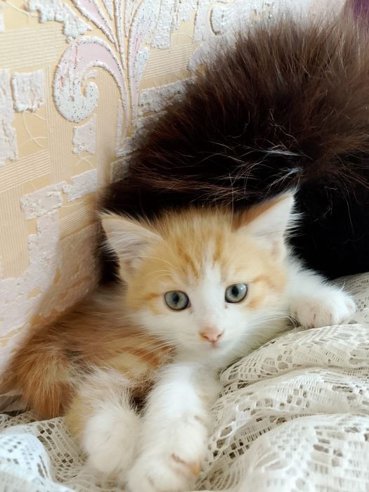 Отдам котят в надежные руки