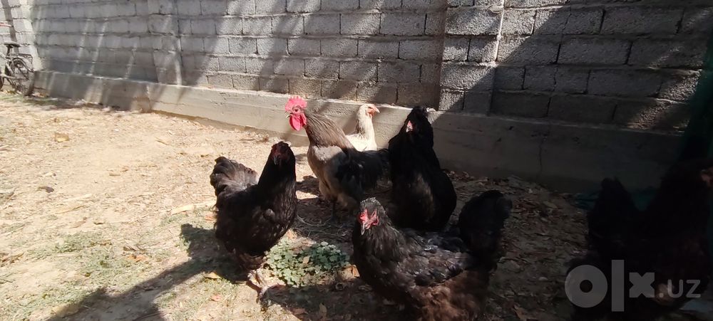 Brama tovuq Srochna sotiladi