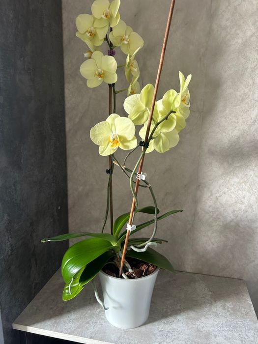 Орхидеи,Цветы Домашние