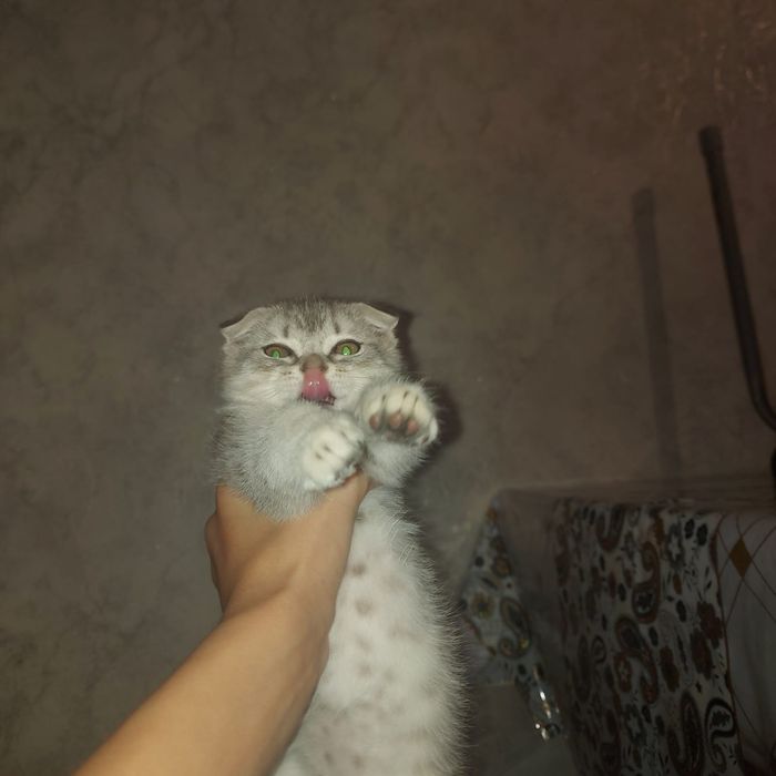 Котенок милый маленький