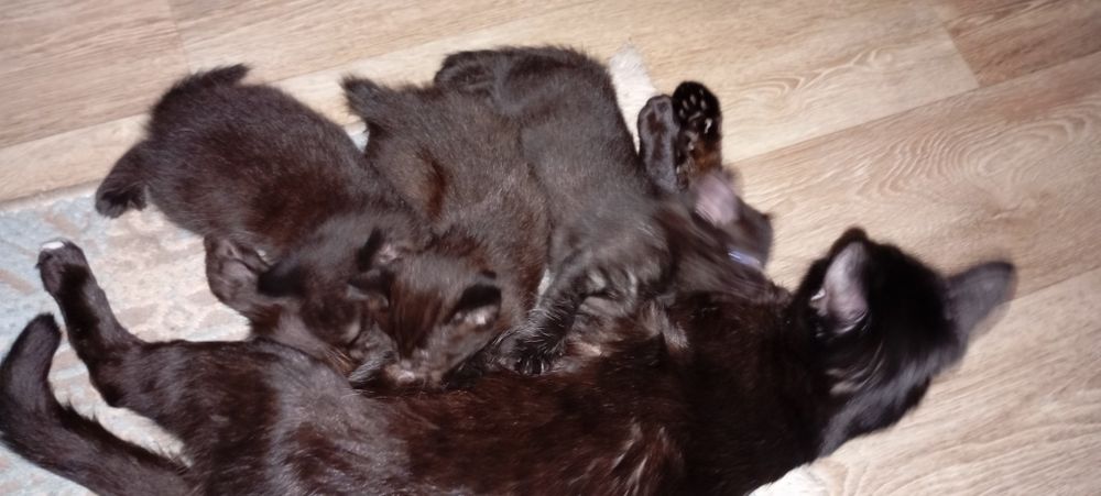 Отдам котят вислоухих шотландцев девочки
