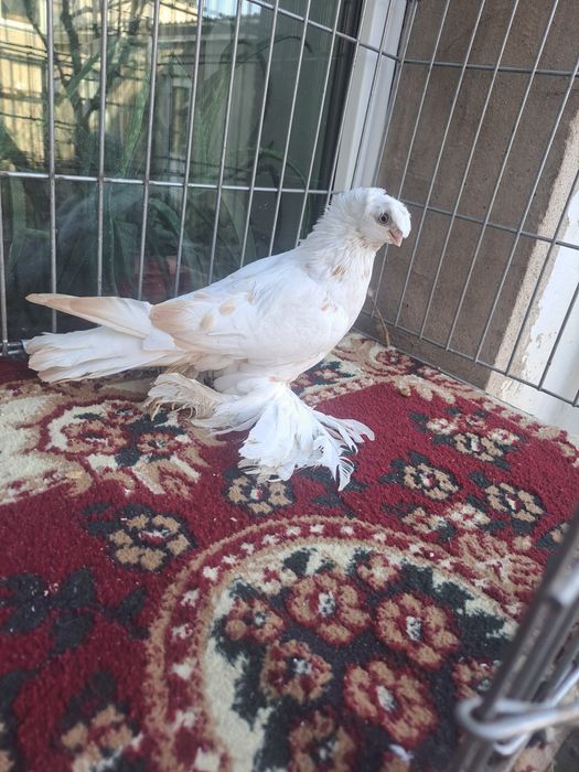 Голубка гульбдам