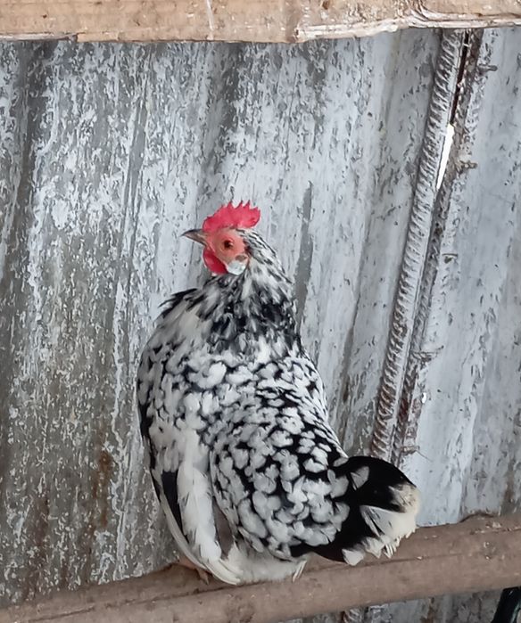 Vând găină și Cocoși pitici