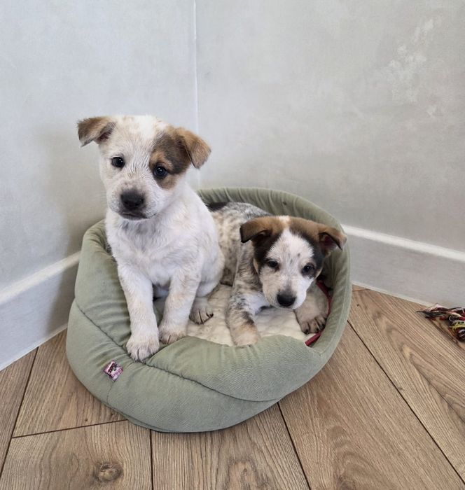 Мальчики и девочки сторожа и охраники