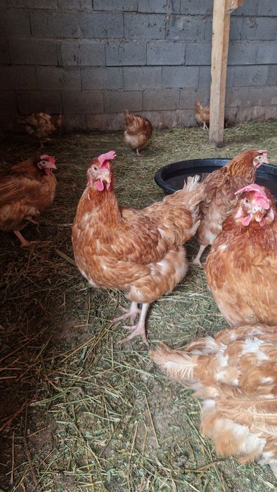 Продам Несушек Ломан Браун