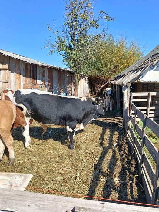 Vând vițel bălțat