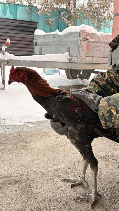 Дакан шөже сатылады