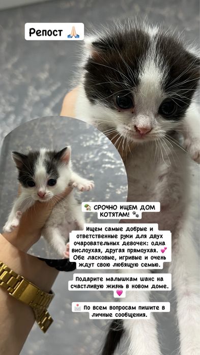 Котейки срочно срочно