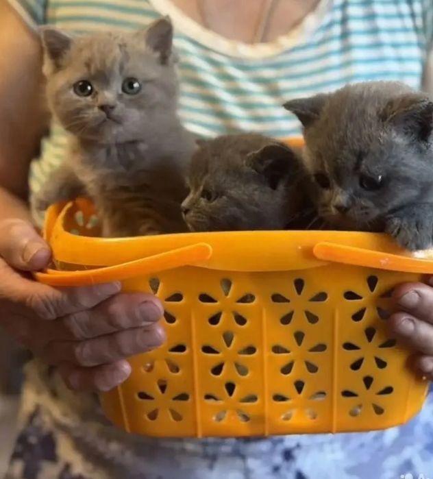 Брианские мальчики и девочки, 1.5мес