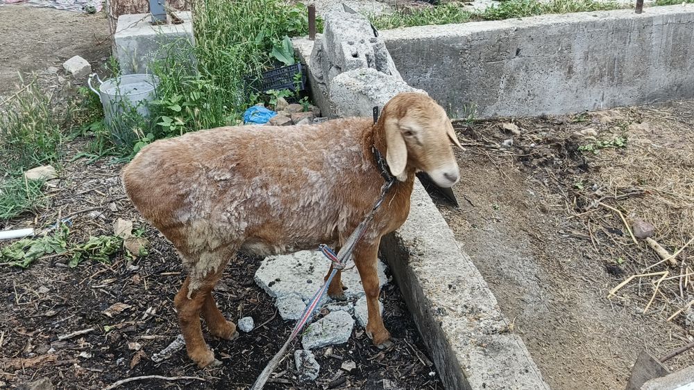 Продаётся баранина