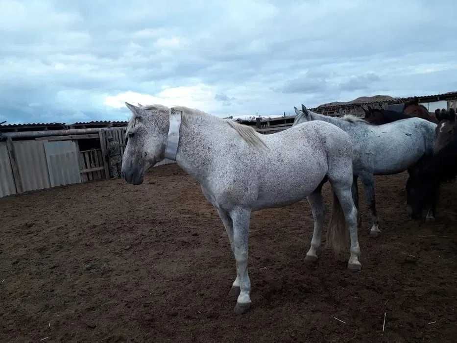Безпроводной GPS, трекер Доставка по КЗ