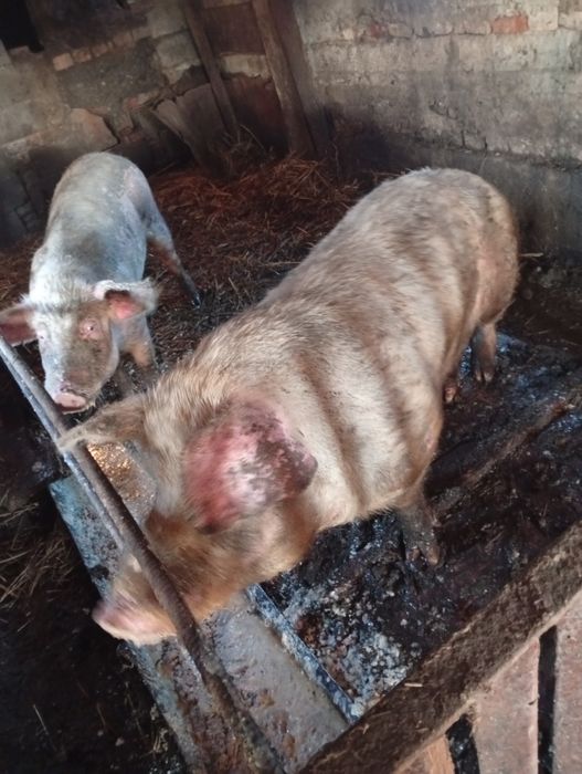 Продам кабана 1 год 8 мес.