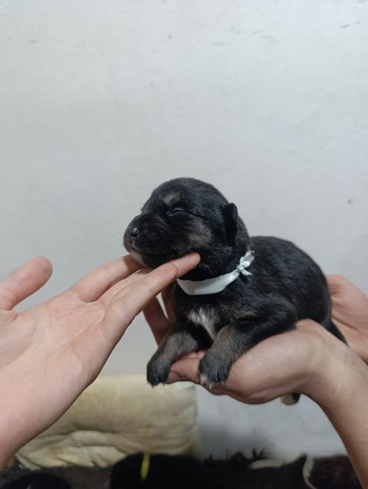 Красивые и классные щенки