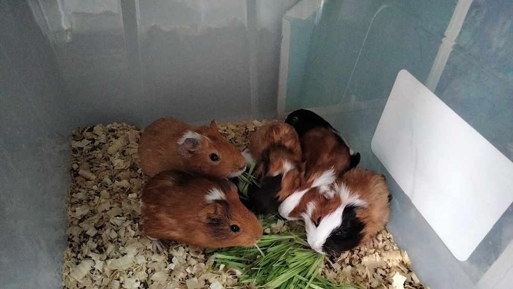 Маски свинки на продажу