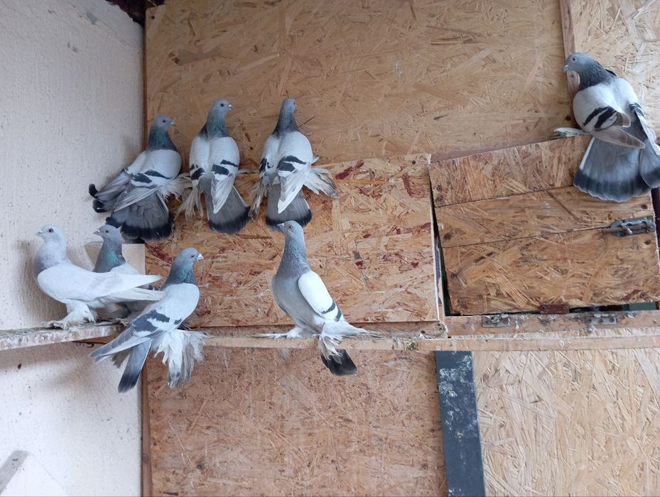 Продаются голуби