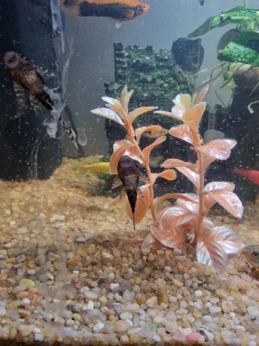 Продавам: Сом Анциструс, 3-4см