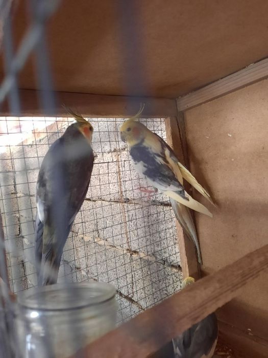 Бизнес килиш учун тайёр ишлаётган Корелла попугайлар сотилади.