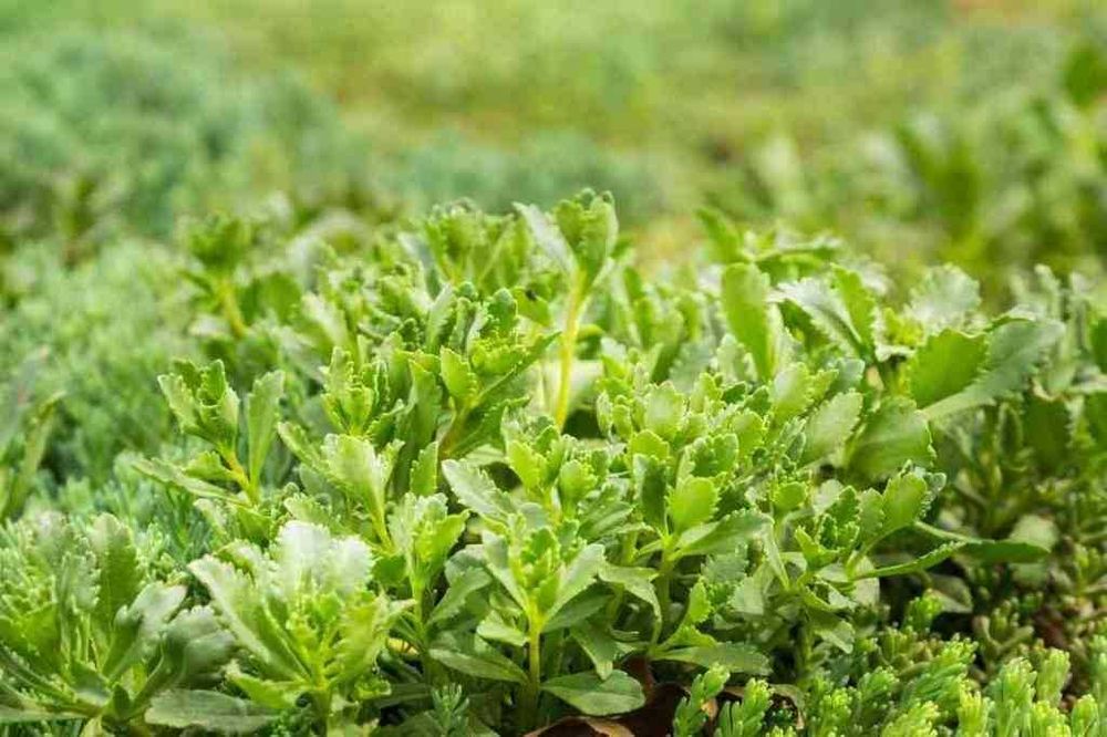 Пакет за озеленяване на гробно място със седуми GREЙNA