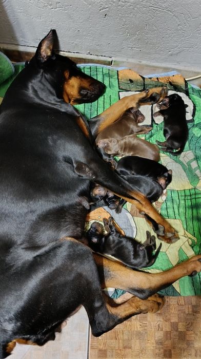 Щенки добермана Шымкент