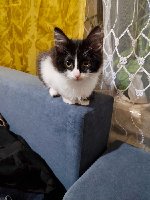 Отдам котят в хорошие руки