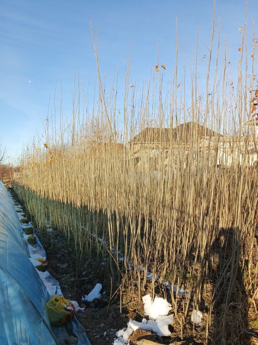 Тополь терек,(Калифория тергегі)