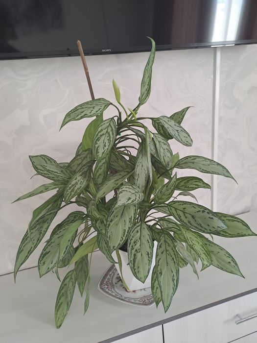 Аглаонема (Aglaonema)