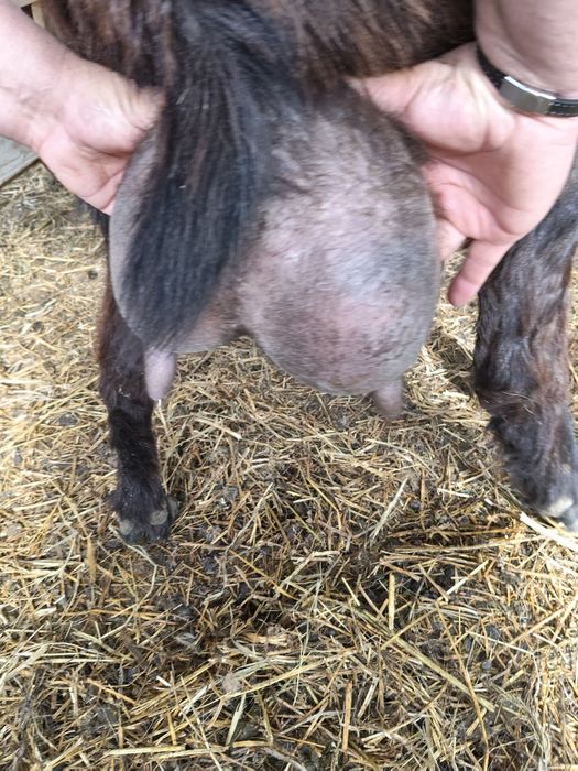 Vând 34 de capre cu lapte