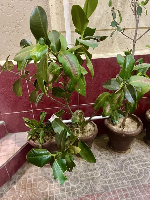 Чиройли гуллар сотилади