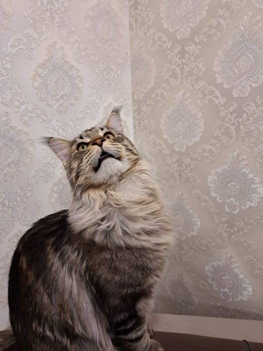 Мейн-кун, продам котенка