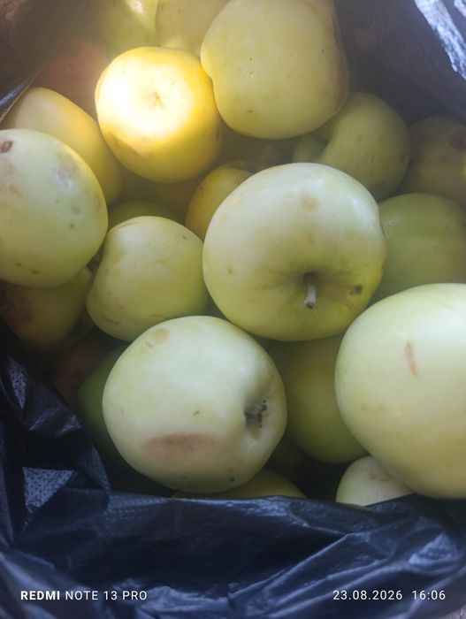 Продам яблоки дачные