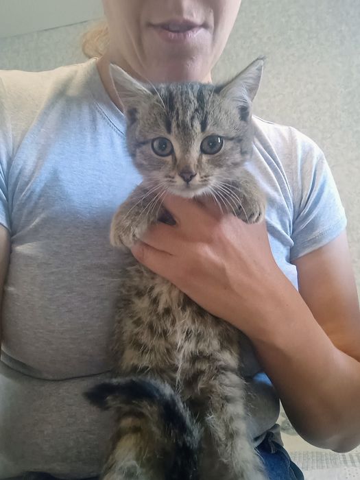 Отдам в добрые руки котенка