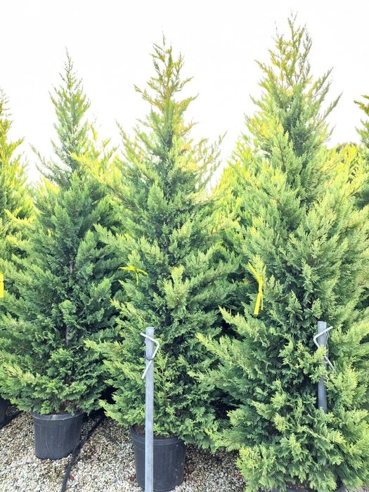 Leylandy verde și gold toate dimensiunile