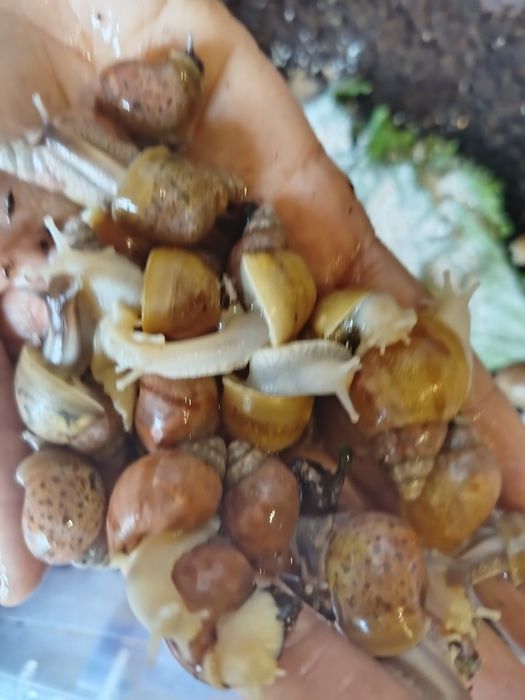 Ulitkalar sotuvda bor. Sogʻlom parvarishlangan ahvoli ideal aktiv .