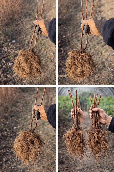 Разсад ягоди и малини качество на 100%