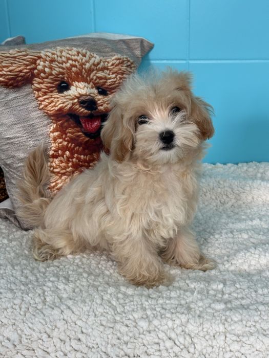 Малтипу  Maltipoo