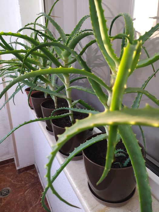 Алое вера(Aloe Аrborescens)лечебно дървовидно растение