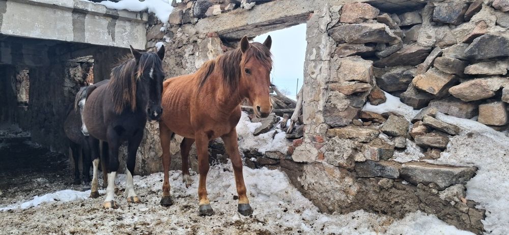 Айғыр 6 жасар только обмен