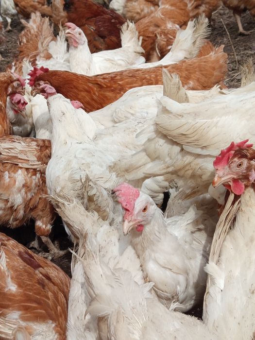 Продам курей несушек