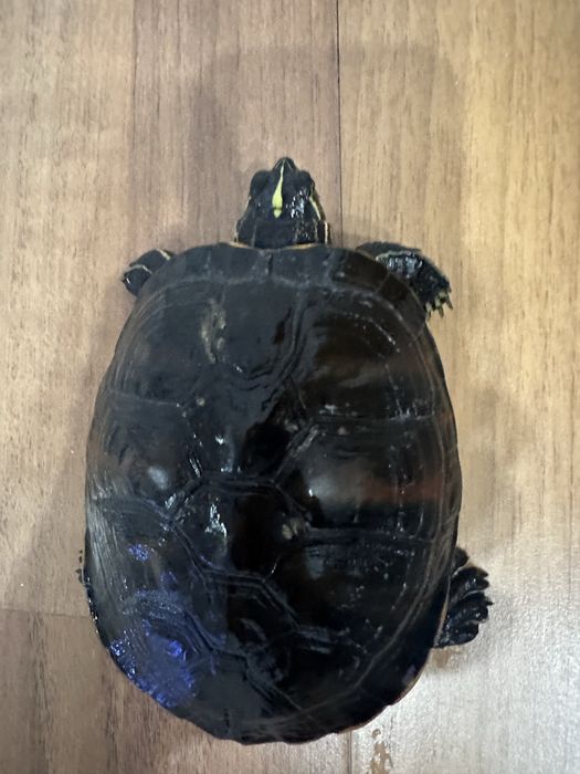 Broască țestoasă cu tâmple galbene 15 cm